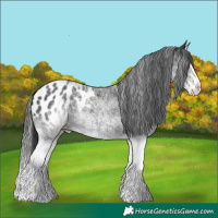 Horse Color:White Spotted Black Splash Tobiano Appaloosa 