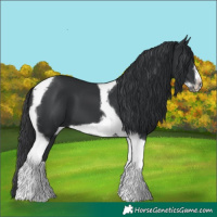 Horse Color:Black Tobiano Frame 