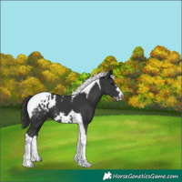 Horse Color:Black Tobiano Frame Appaloosa 