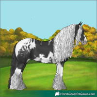 Horse Color:Black Tobiano Frame Blanket 