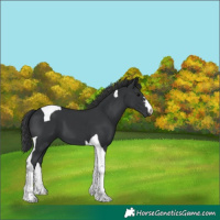 Horse Color:Black Tobiano 