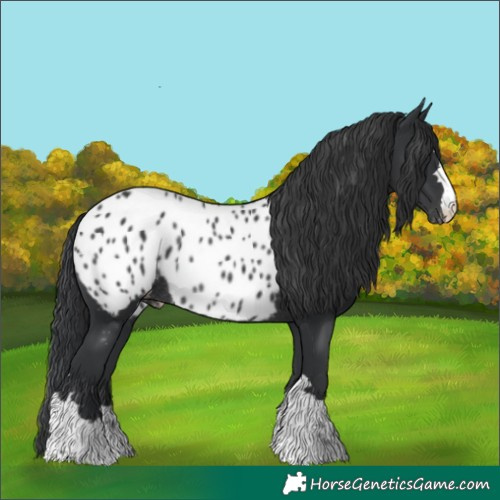 Horse Color:Black Appaloosa Rabicano 