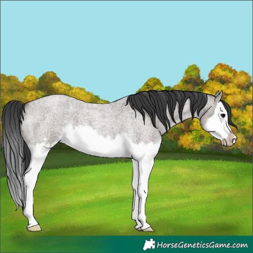 Horse Color:Grullo Roan Splash Frame 
