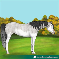 Horse Color:Grullo Roan Splash Frame 
