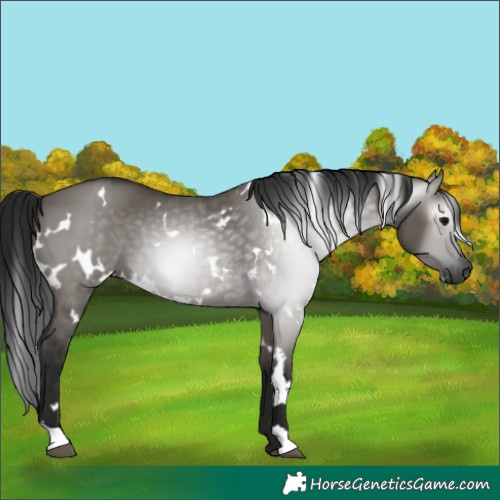 Horse Color:Gray White Spotted Grullo 