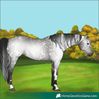 Horse Color:Gray White Spotted Grullo 