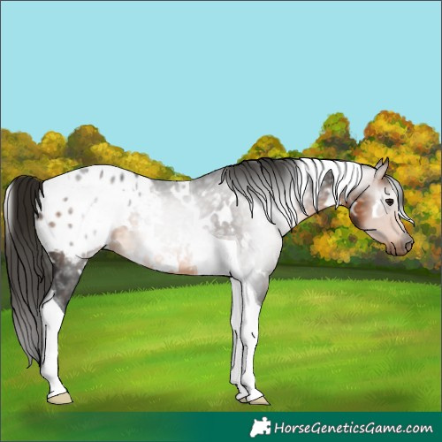 Horse Color:Gray White Spotted Buckskin Tobiano Blanket 