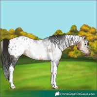 Horse Color:Gray White Spotted Buckskin Tobiano Blanket 