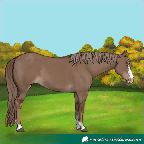 Horse Color:Liver Red Dun Sabino Rabicano 