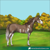 Horse Color:Liver Red Dun Sabino Splash Rabicano 