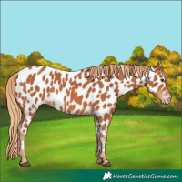 Horse Color:Chestnut Near Leopard 