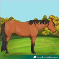 Horse Color:Bay 