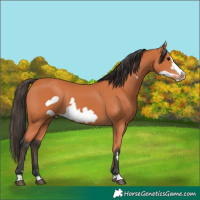 Horse Color:Bay Frame 