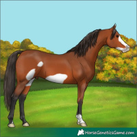 Horse Color:Bay Frame 