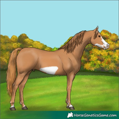 Horse Color:Chestnut Frame