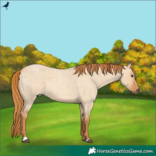 Horse Color:Red Dun Roan 