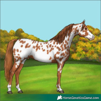 Horse Color:Chestnut Frame Near Leopard 