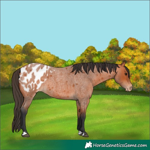 Horse Color:Bay Roan Appaloosa 