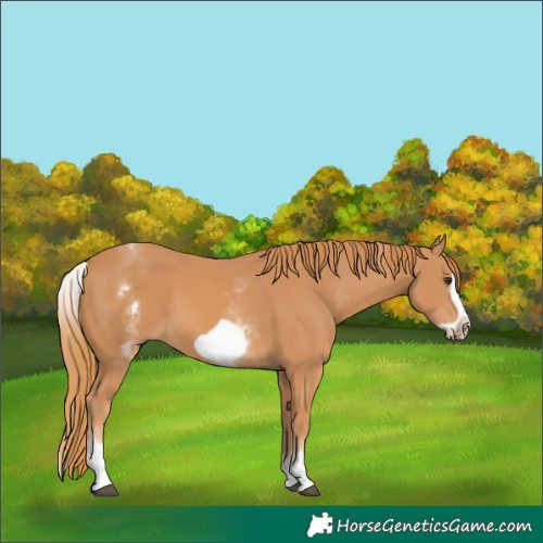 Horse Color:White Spotted Chestnut Frame 