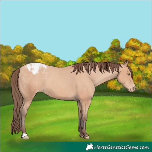 Horse Color:Amber Champagne Appaloosa 