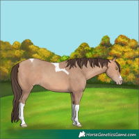 Horse Color:Amber Champagne Tobiano