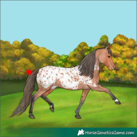 Horse Color:Bay Appaloosa