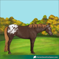 Horse Color:Gray Chestnut Appaloosa 