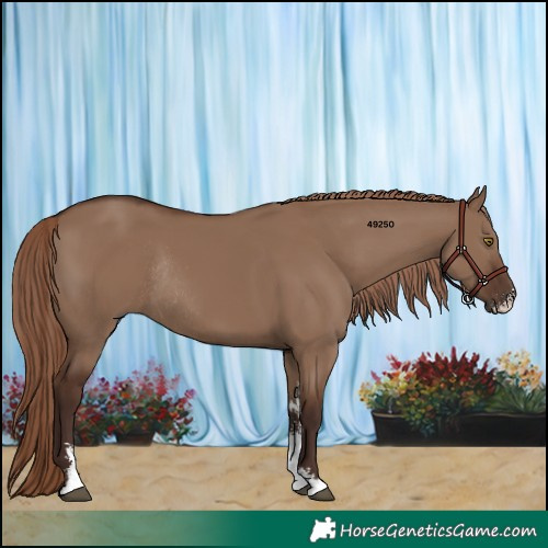 Horse Color:Liver Red Dun Sabino Rabicano 