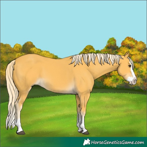 Horse Color:Palomino Splash 