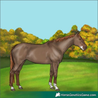 Horse Color:Liver Red Dun Sabino Rabicano