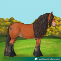 Horse Color:Bay 
