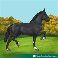 Horse Color:Black 