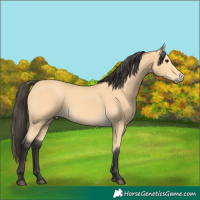 Horse Color:Buckskin 