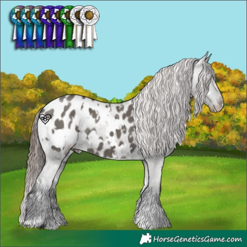 Horse Color:White Spotted Grullo Appaloosa 
