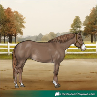Horse Color:Liver Red Dun Sabino Rabicano 