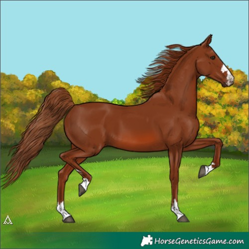 Horse Color:Chestnut 