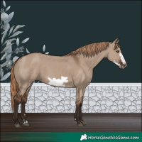 Horse Color:Liver Red Dun Frame 
