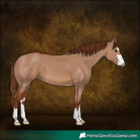 Horse Color:Red Dun 