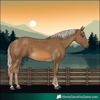 Horse Color:Chocolate Palomino 