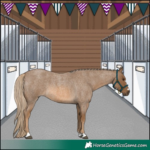 Horse Color:Chocolate Palomino Roan 