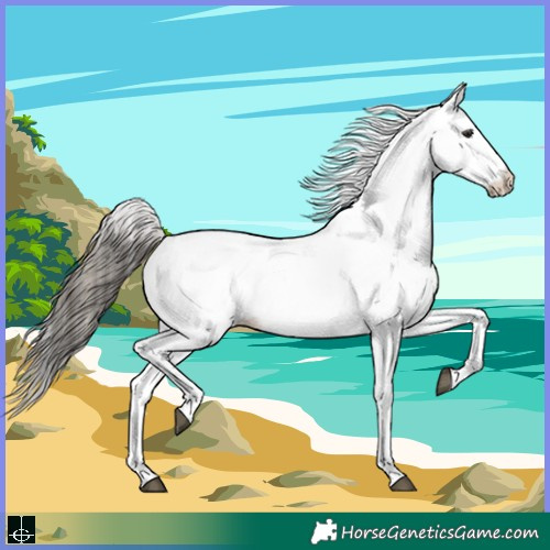 Horse Color:White Spotted Buckskin 