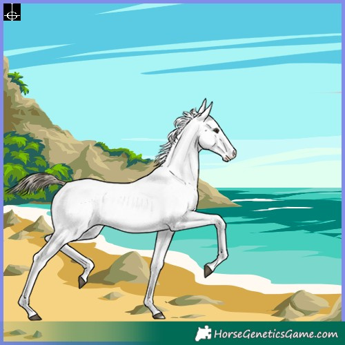 Horse Color:White Spotted Buckskin Near Leopard 