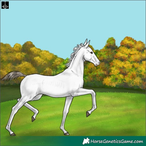 Horse Color:White Spotted Buckskin Appaloosa 