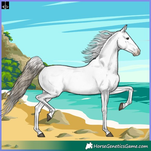 Horse Color:White Spotted Buckskin Blanket 