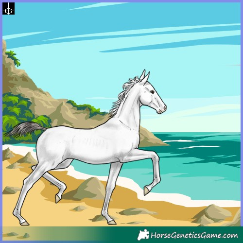 Horse Color:White Spotted Buckskin 
