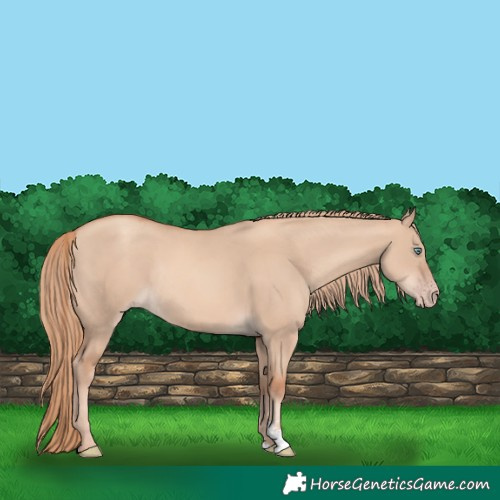 Horse Color:Gold Champagne Dun Sabino Rabicano 