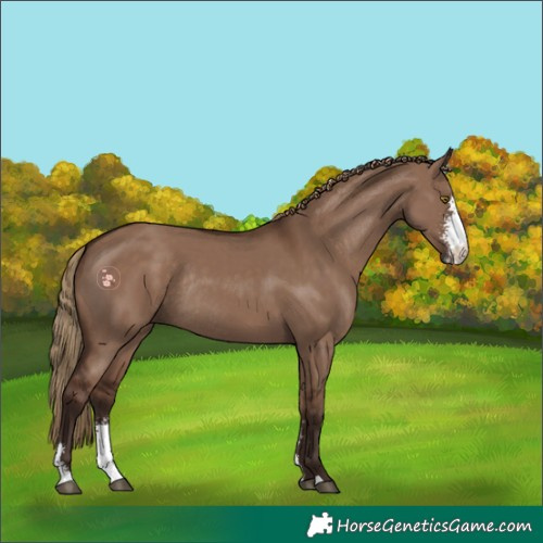 Horse Color:Liver Red Dun Sabino Rabicano