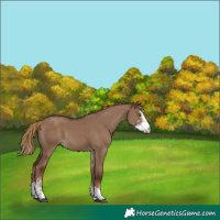 Horse Color:Liver Red Dun Sabino Rabicano 
