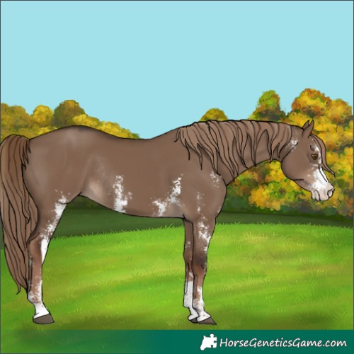 Horse Color:Liver Red Dun Sabino Rabicano 