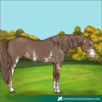 Horse Color:Liver Red Dun Sabino Rabicano 